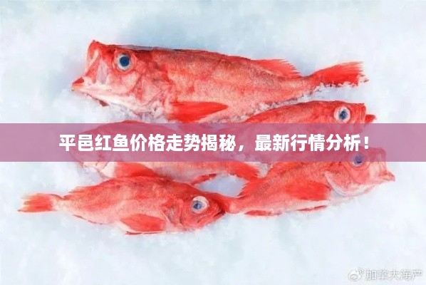 平邑紅魚價(jià)格走勢揭秘，最新行情分析！