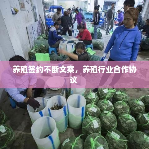 養(yǎng)殖簽約不斷文案，養(yǎng)殖行業(yè)合作協(xié)議 