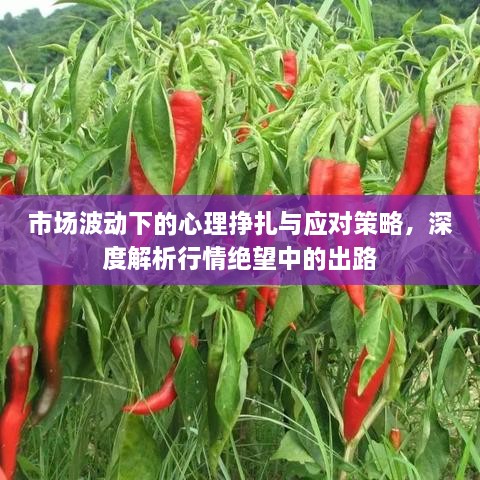 市場波動下的心理掙扎與應對策略，深度解析行情絕望中的出路