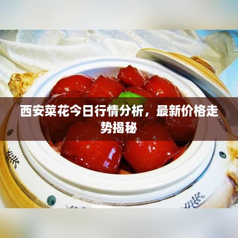 西安菜花今日行情分析，最新價格走勢揭秘