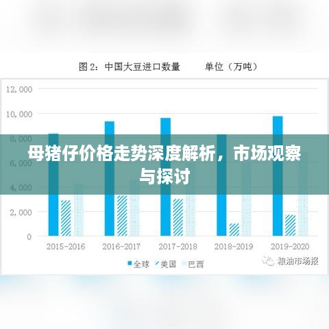 母豬仔價(jià)格走勢(shì)深度解析，市場觀察與探討