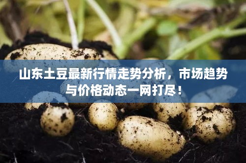山東土豆最新行情走勢分析，市場趨勢與價格動態(tài)一網(wǎng)打盡！