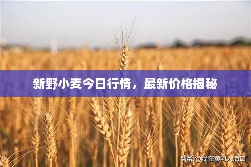 新野小麥今日行情，最新價格揭秘