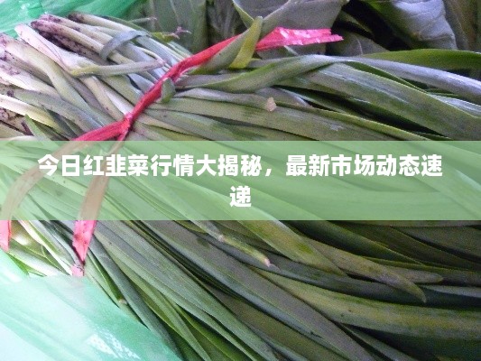 今日紅韭菜行情大揭秘，最新市場動態(tài)速遞