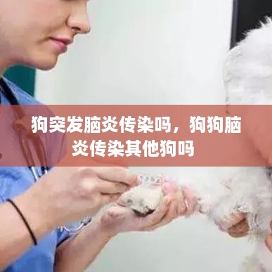 狗突發(fā)腦炎傳染嗎，狗狗腦炎傳染其他狗嗎 