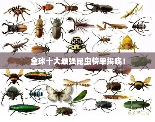 全球十大最強(qiáng)昆蟲榜單揭曉！