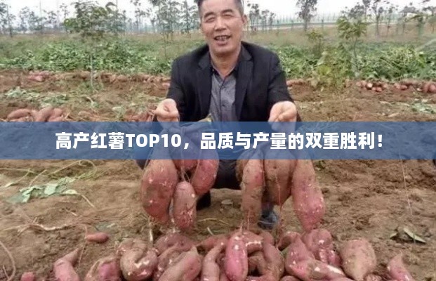 高產(chǎn)紅薯TOP10，品質(zhì)與產(chǎn)量的雙重勝利！