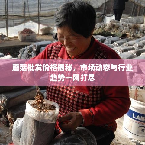 蘑菇批發(fā)價(jià)格揭秘，市場(chǎng)動(dòng)態(tài)與行業(yè)趨勢(shì)一網(wǎng)打盡