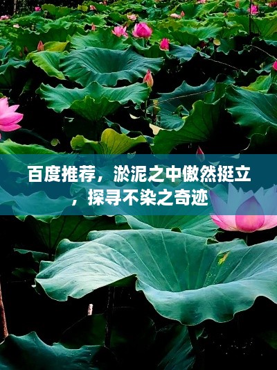 百度推薦，淤泥之中傲然挺立，探尋不染之奇跡