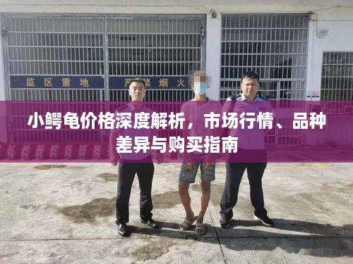 小鱷龜價格深度解析，市場行情、品種差異與購買指南