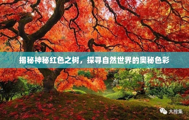 揭秘神秘紅色之樹，探尋自然世界的奧秘色彩