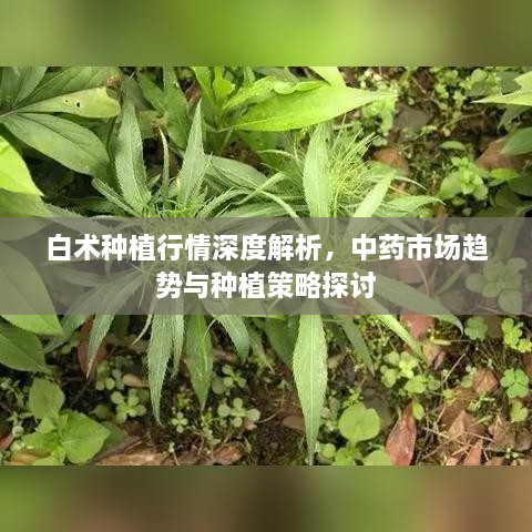 白術種植行情深度解析，中藥市場趨勢與種植策略探討