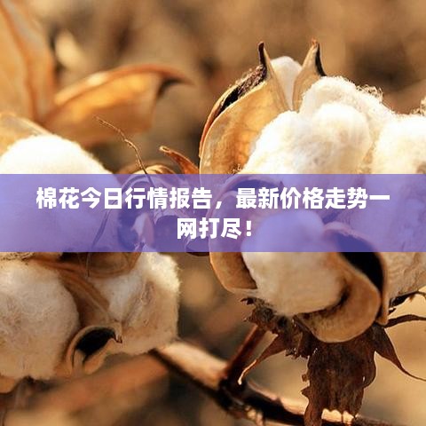 棉花今日行情報(bào)告，最新價(jià)格走勢(shì)一網(wǎng)打盡！
