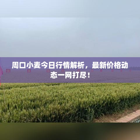 周口小麥今日行情解析，最新價(jià)格動(dòng)態(tài)一網(wǎng)打盡！