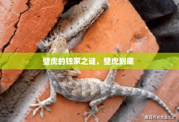壁虎的獨(dú)家之謎，壁虎到底 