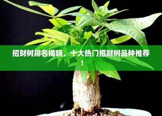 招財(cái)樹排名揭曉，十大熱門招財(cái)樹品種推薦！
