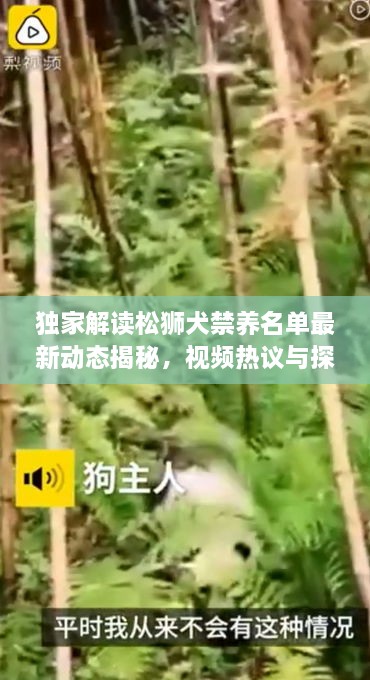 獨(dú)家解讀松獅犬禁養(yǎng)名單最新動(dòng)態(tài)揭秘，視頻熱議與探討