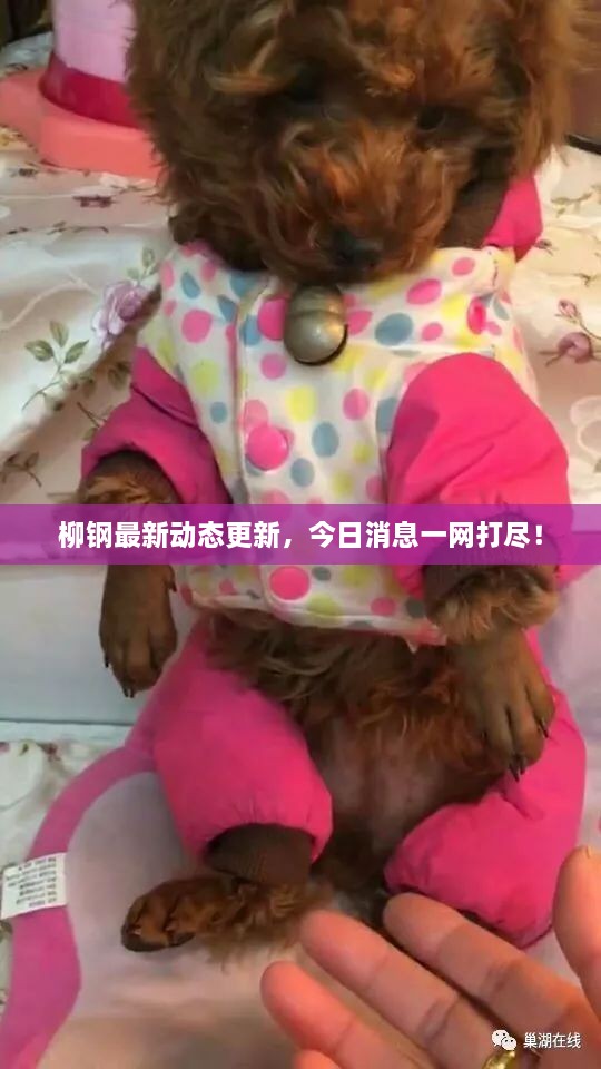 柳鋼最新動態(tài)更新，今日消息一網(wǎng)打盡！
