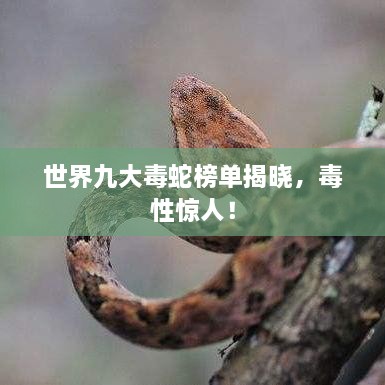 世界九大毒蛇榜單揭曉，毒性驚人！