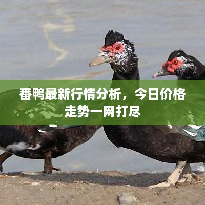 番鴨最新行情分析，今日價(jià)格走勢一網(wǎng)打盡