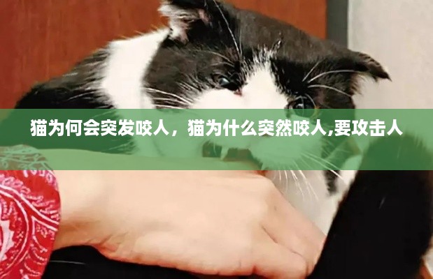 貓為何會(huì)突發(fā)咬人，貓為什么突然咬人,要攻擊人 
