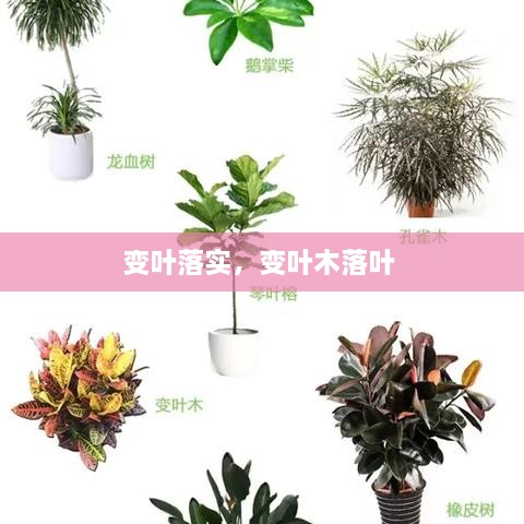 變?nèi)~落實(shí)，變?nèi)~木落葉 