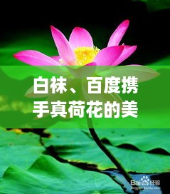 白襪、百度攜手真荷花的美麗奇緣